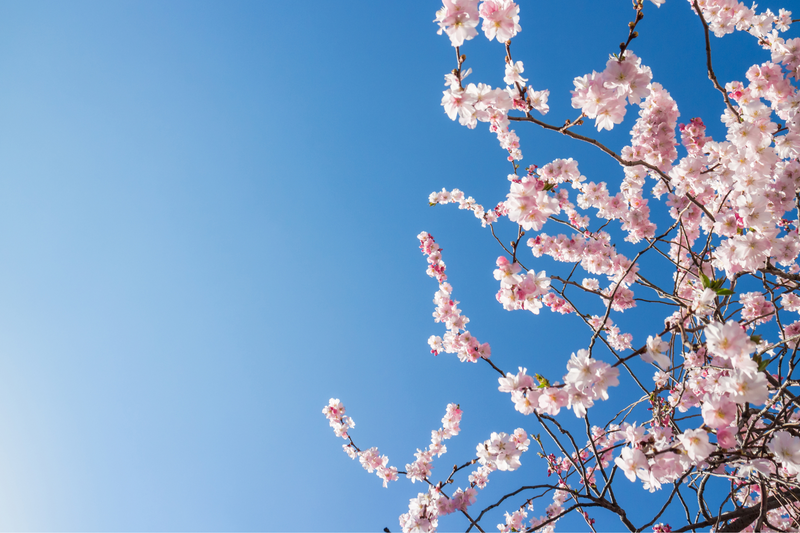 Spring Eating: How to Nourish Your Gut With Seasonal Produce